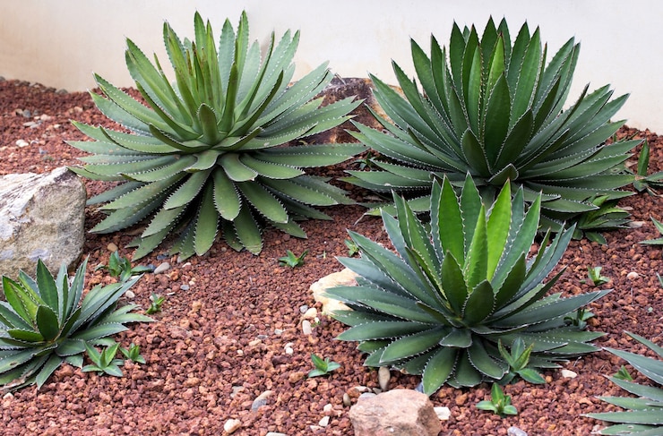 Foto gratuito planta de agave decorativa en jardín al aire libre