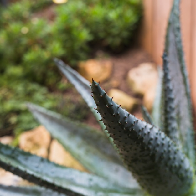 Planta de agave con espinas afiladas en hojas.