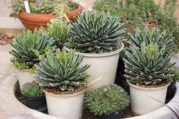 Foto gratuita planta de agave en vaso decorativo