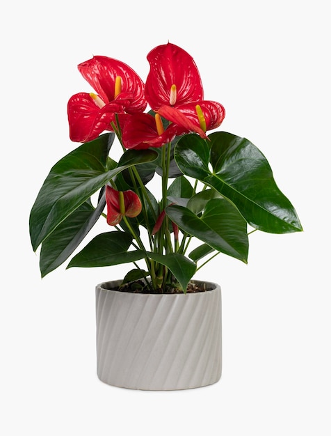 Foto gratuita planta de anthurium rojo en una maceta gris