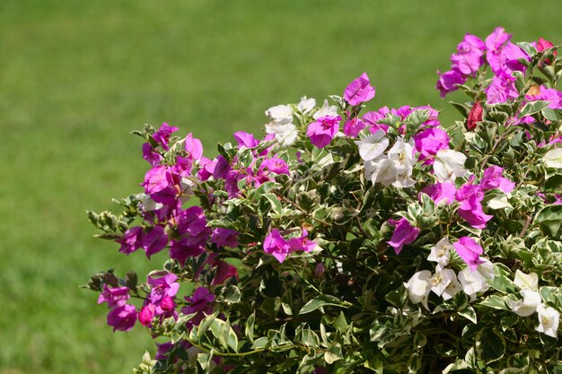 Planta de arbusto floreciente