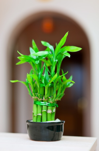 Planta de bambú suerte en el bote