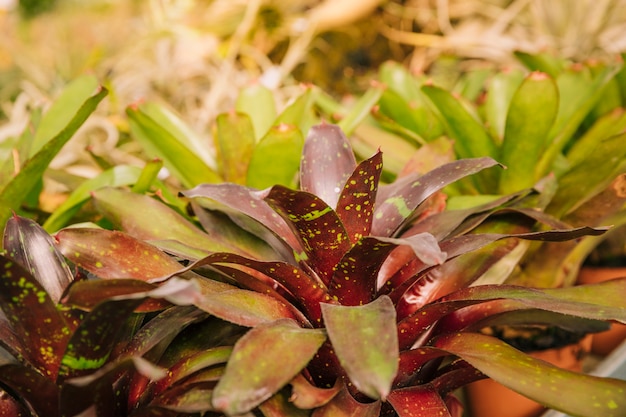 Planta de bromelia fresca en el jardín.