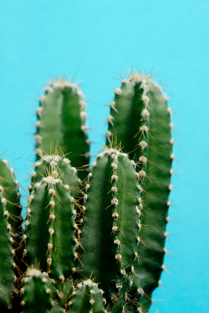 Foto gratuita planta de cactus en bodegón de estudio