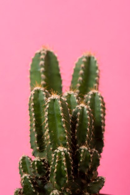 Planta de cactus en bodegón de estudio