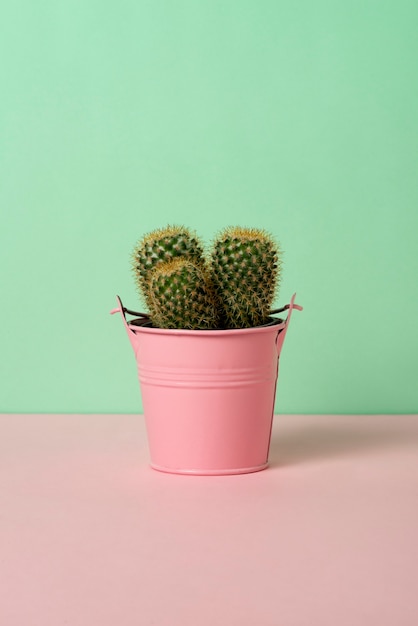 Foto gratuita planta de cactus en bodegón de estudio