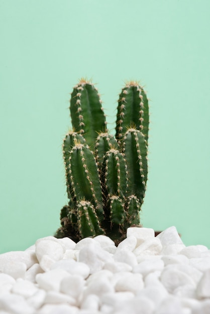 Foto gratuita planta de cactus en bodegón de estudio