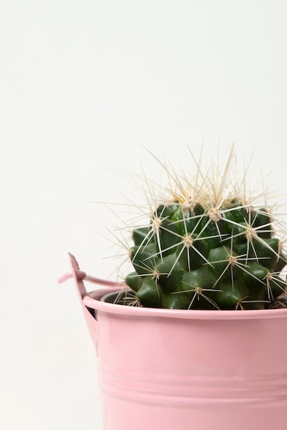 Planta de cactus en bodegón de estudio