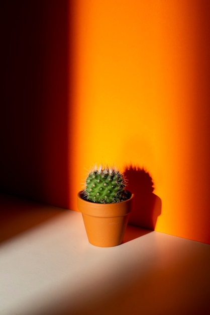 Foto gratuita planta de cactus en bodegón de estudio