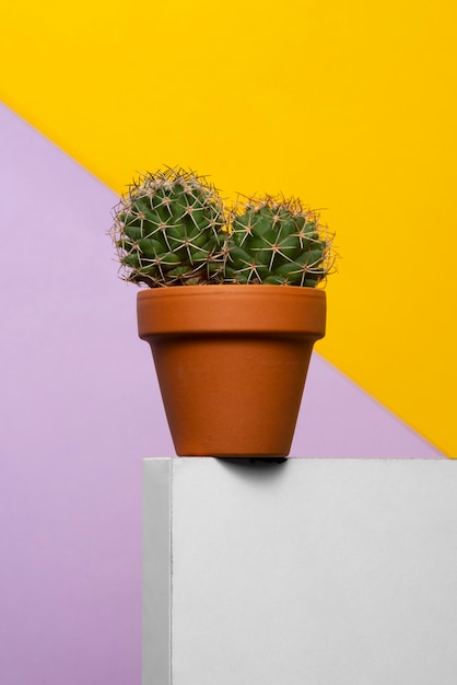 Planta de cactus en bodegón de estudio