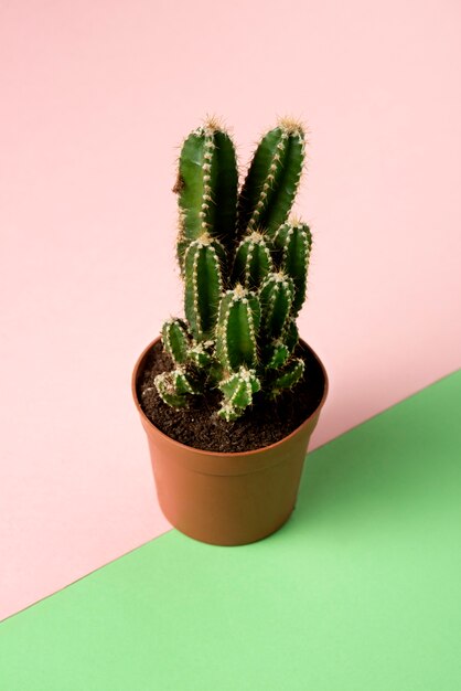 Planta de cactus en bodegón de estudio