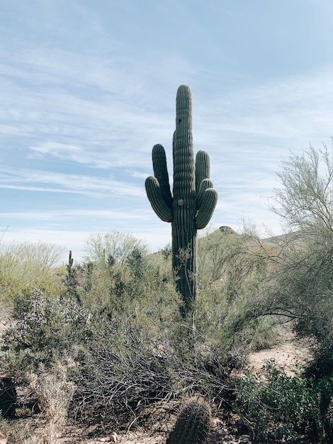 Planta de cactus en campo de hierba verde bajo un cielo azul durante el día