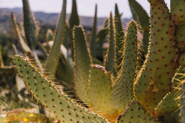 Planta de cactus en el desierto