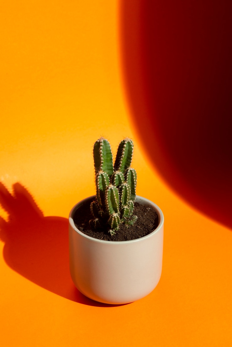 Planta de cactus en el estudio de naturaleza muerta