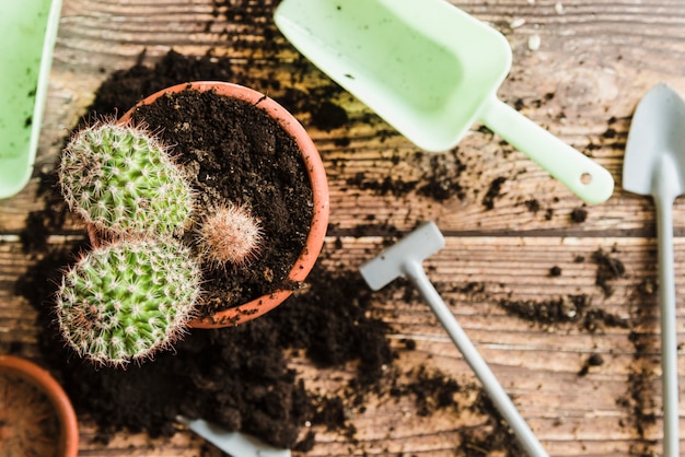 Planta de cactus en la olla con herramientas de jardinería en escritorio de madera