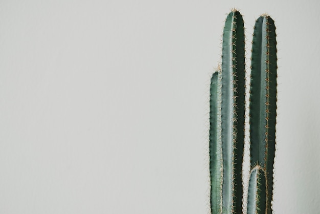 Foto gratuita planta de cactus sobre fondo gris claro