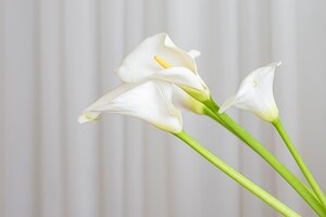 Fotos de Flor Cala Blanca, + Fotos de stock gratuitas de gran calidad