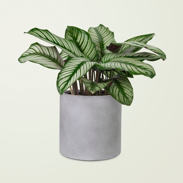 Planta de Calathea en una maceta gris