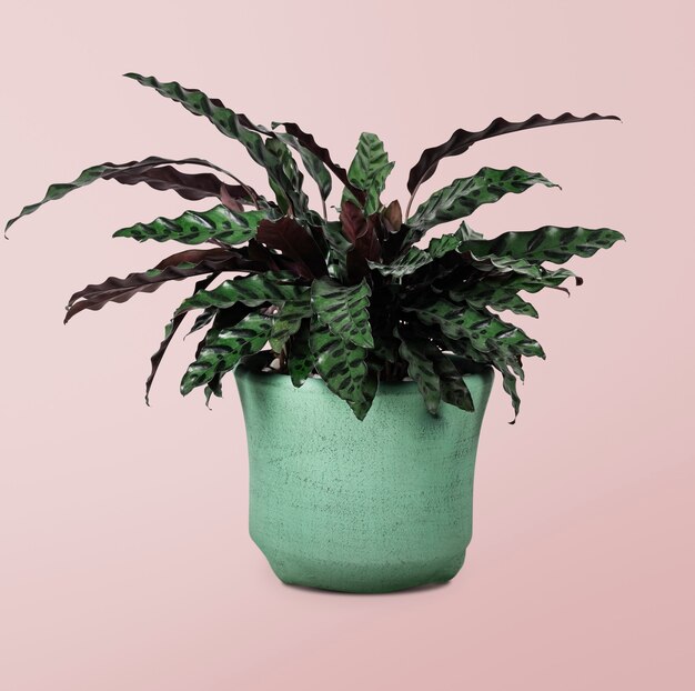 Planta de Calathea en una maceta