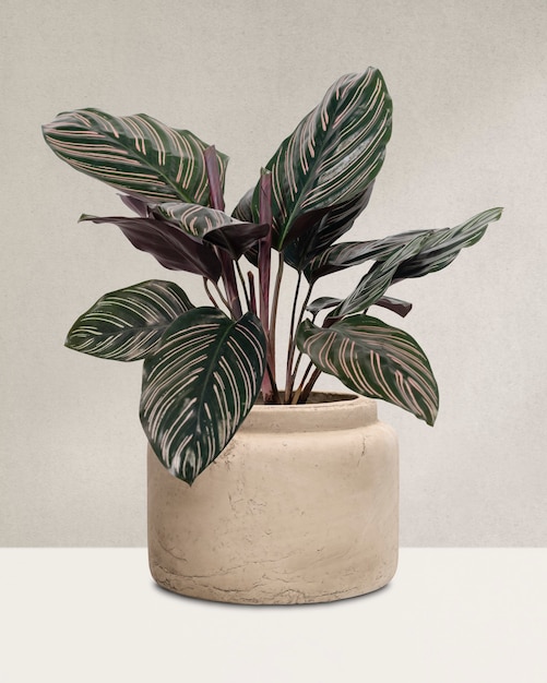 Planta de Calathea en una maceta