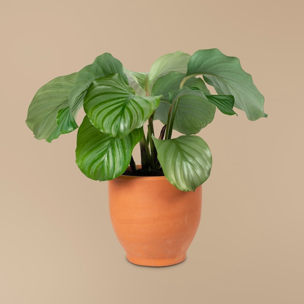 Foto gratuita planta de calathea orbifolia en un objeto de decoración para el hogar maceta de terracota