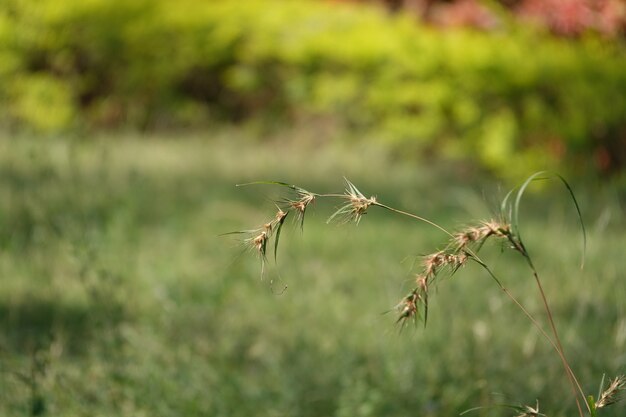 Planta en un campo desenfocado