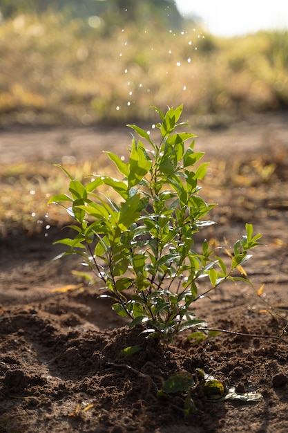 Planta en el campo