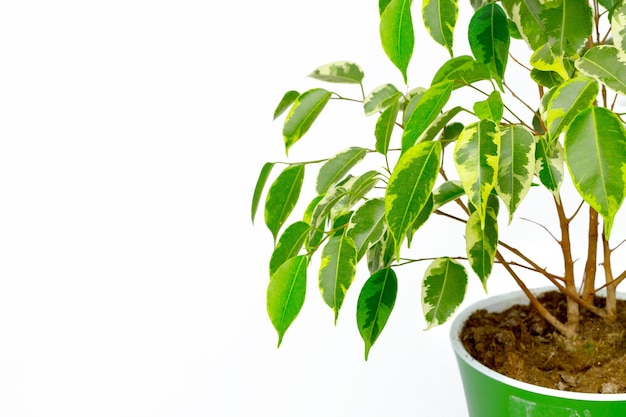 Planta de casa en maceta aislado en fondo blanco.