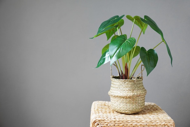 Planta de casa en maceta contra el fondo de la pared gris