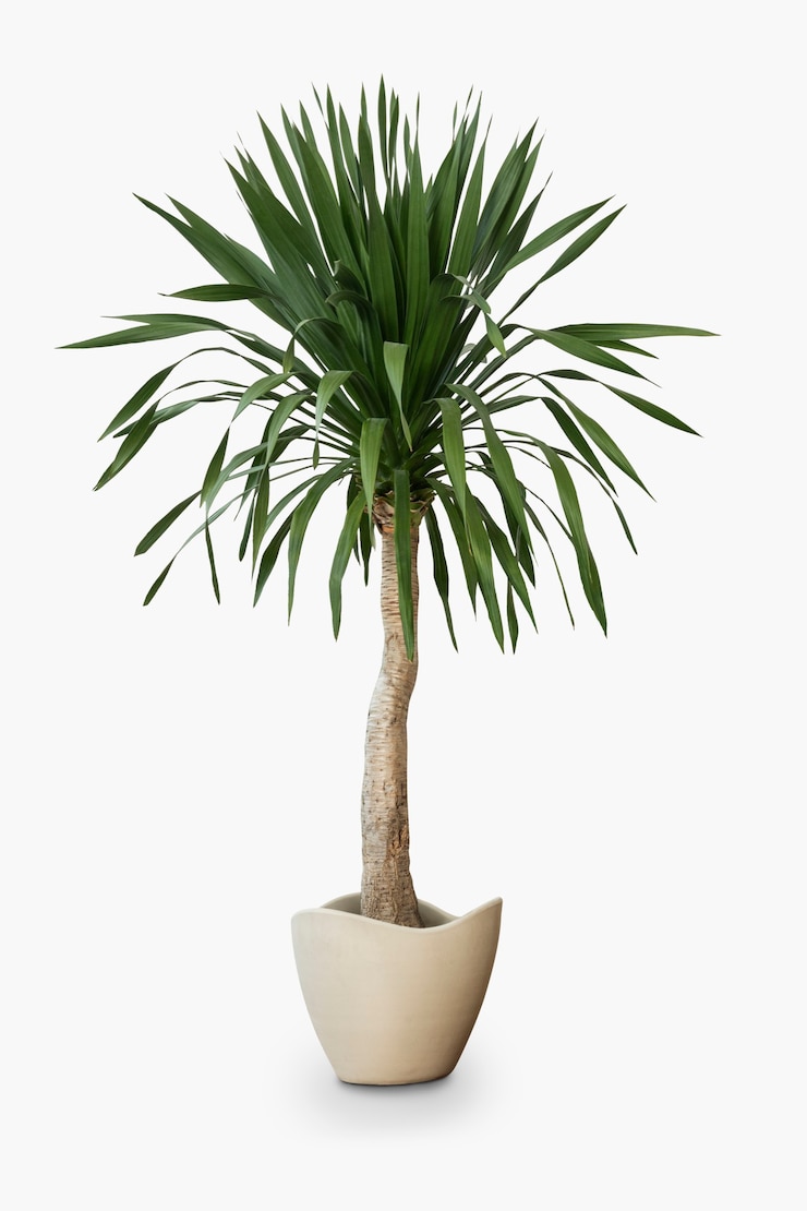 Planta de casa de palma en una olla