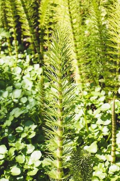 Planta de cola de caballo en el bosque