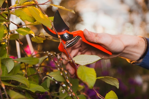 Foto gratuita planta de corte de mano de cultivo