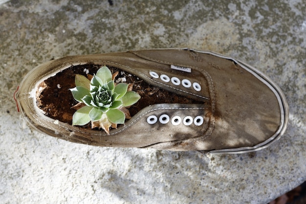 Planta creciendo en una zapatilla