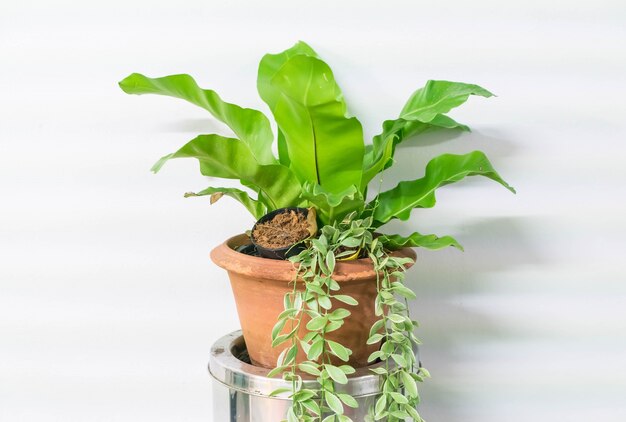 planta en la decoración del hogar olla