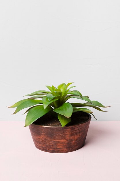 Planta decorativa dentro de jarrón minimalista