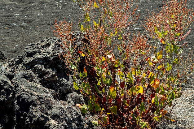 Planta del desierto que crece junto a una piedra