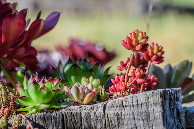 Foto gratuita planta energética y suculenta