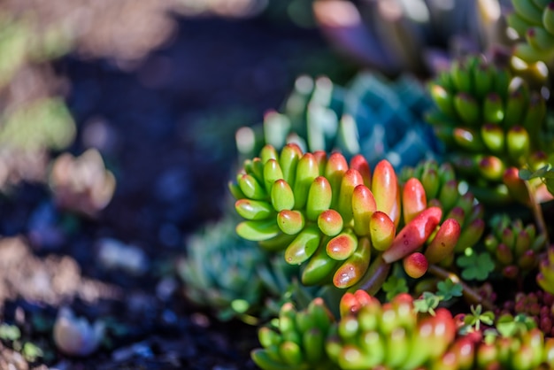 Foto gratuita planta energética y suculenta