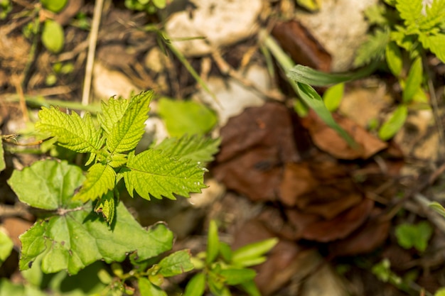 Planta enfocada al aire libre con suelo borroso