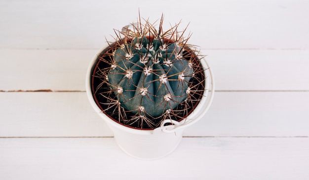 Planta espinosa de cactus en cubo blanco en escritorio de madera