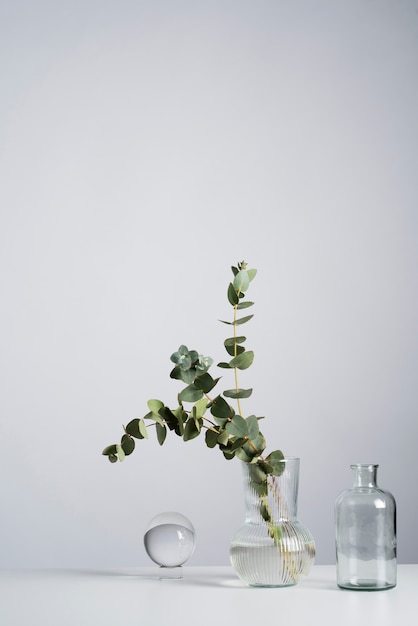 Planta de eucalipto en florero transparente