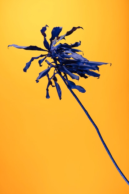 Planta exótica azul con fondo amarillo.