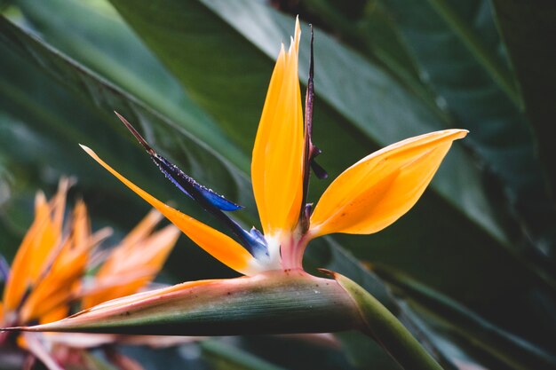 Planta exótica en la jungla