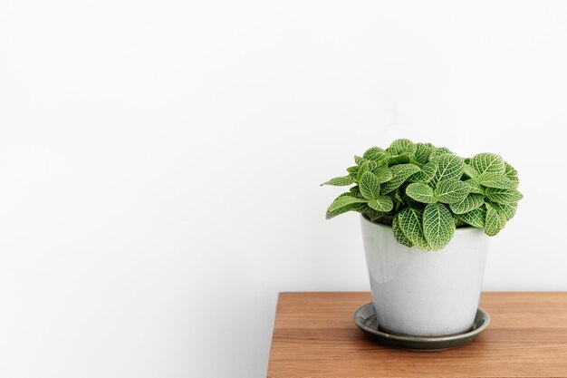 Planta de Fittonia en una maceta blanca sobre un armario de madera