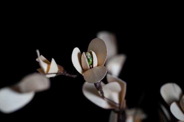 Planta flor floreciente