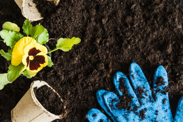 Planta de flor de pensamiento amarillo con maceta de turba y guantes azules de jardinería en suelo fértil