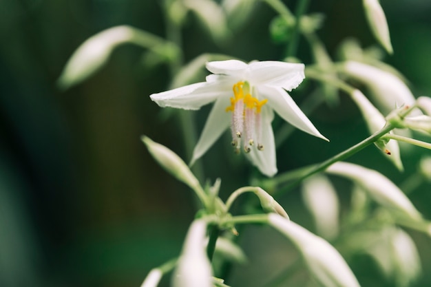 Planta de floración blanca