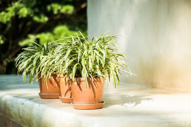 Planta de florero con patio al aire libre.