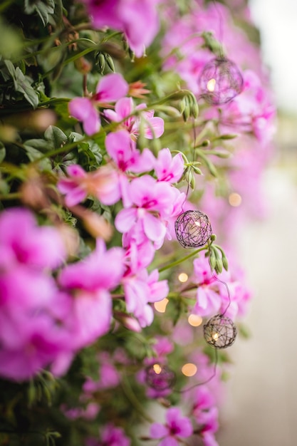 Foto gratuita planta con flores moradas