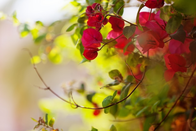 Planta de flores rosadas